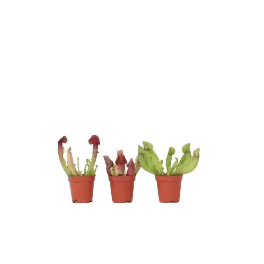 Kamerplanten-Plant in a Box Trompetbekerplant - Set van 3 - Sarracenia purpurea - Hoogte 10cm - ⌀5,5cm