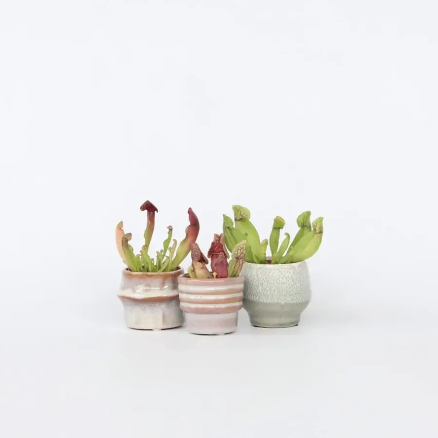 Kamerplanten-Plant in a Box Trompetbekerplant - Set van 3 - Sarracenia purpurea - Hoogte 10cm - ⌀5,5cm