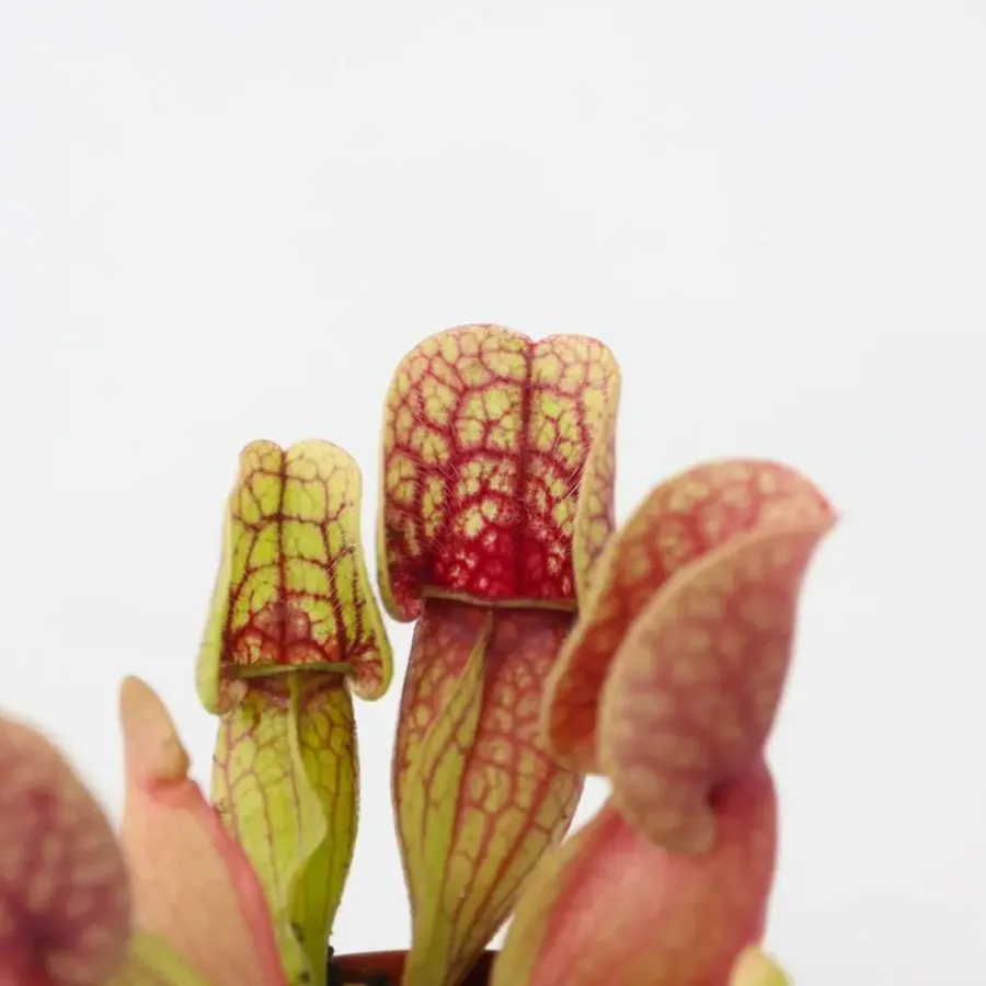 Kamerplanten-Plant in a Box Trompetbekerplant - Set van 3 - Sarracenia purpurea - Hoogte 10cm - ⌀5,5cm