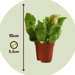 Kamerplanten-Plant in a Box Trompetbekerplant - Set van 3 - Sarracenia purpurea - Hoogte 10cm - ⌀5,5cm