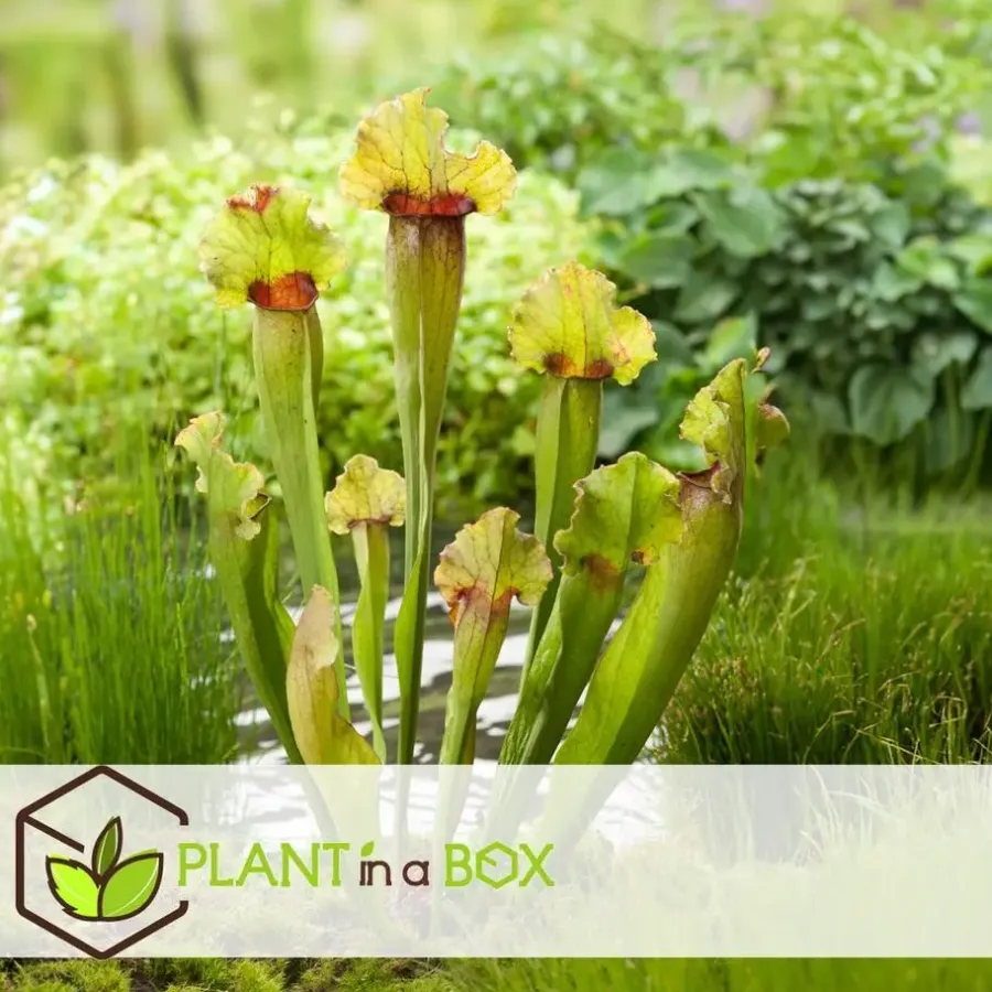 Kamerplanten-Plant in a Box Trompetbekerplant - Set van 3 - Sarracenia purpurea - Hoogte 10cm - ⌀5,5cm