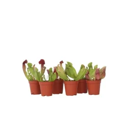 Kamerplanten-Plant in a Box Trompetbekerplant - Set van 6 - Sarracenia purpurea - Hoogte 15-20cm - ⌀5,5cm