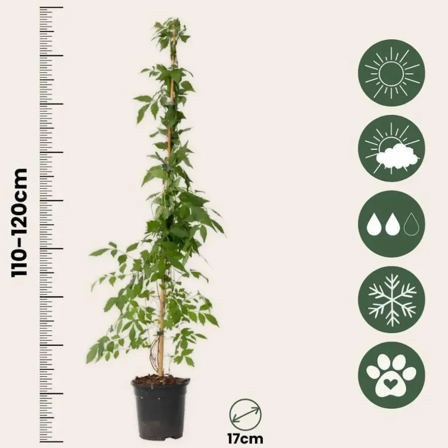 Plant in a Box Trompetbloem - Campis radicans 'Flava' - Hoogte 110-120cm - ⌀17cm