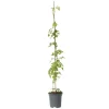 Plant in a Box Trompetbloem - Campsis radicans - Hoogte 110-120cm - ⌀17cm