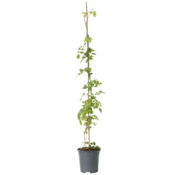 Plant in a Box Trompetbloem - Campsis radicans - Hoogte 110-120cm - ⌀17cm