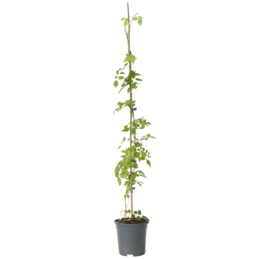 Plant in a Box Trompetbloem - Campsis radicans - Hoogte 110-120cm - ⌀17cm