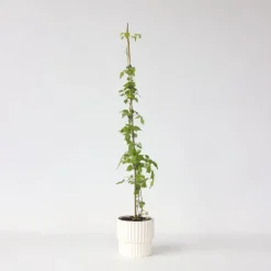 Plant in a Box Trompetbloem - Campsis radicans - Hoogte 110-120cm - ⌀17cm
