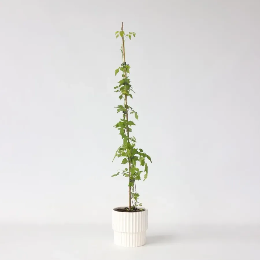 Plant in a Box Trompetbloem - Campsis radicans - Hoogte 110-120cm - ⌀17cm