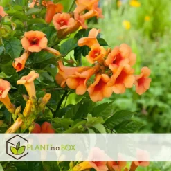 Plant in a Box Trompetbloem - Campsis radicans - Hoogte 110-120cm - ⌀17cm