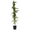 Tuinplanten-Plant in a Box Trompetbloem - Campsis taglibuana 'Mme Galen' - Hoogte 110-120cm - ⌀17cm