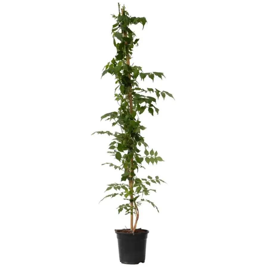 Tuinplanten-Plant in a Box Trompetbloem - Campsis taglibuana 'Mme Galen' - Hoogte 110-120cm - ⌀17cm