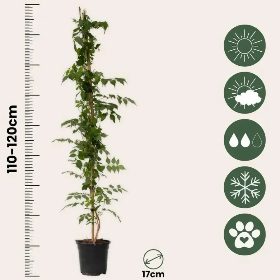 Tuinplanten-Plant in a Box Trompetbloem - Campsis taglibuana 'Mme Galen' - Hoogte 110-120cm - ⌀17cm
