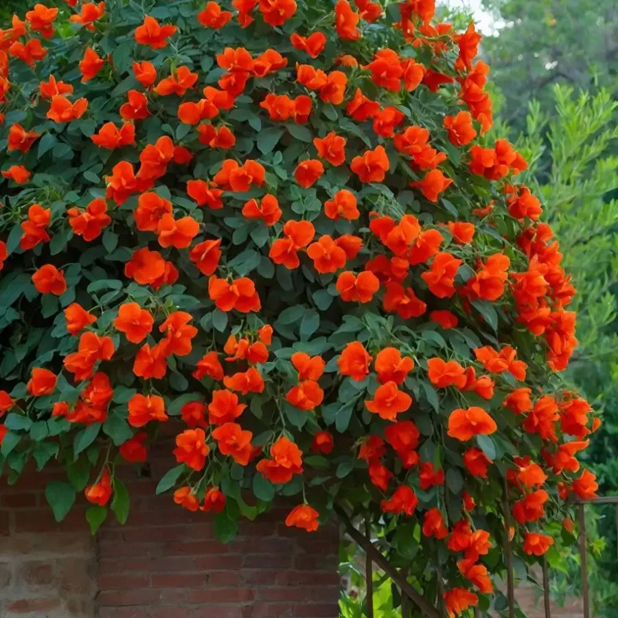 Tuinplanten-Plant in a Box Trompetbloem - Campsis taglibuana 'Mme Galen' - Hoogte 110-120cm - ⌀17cm