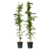Tuinplanten|Planten-Plant in a Box Trompetbloem - Set van 2 - Campsis 'Mme Galen' - Hoogte 110-120cm - ⌀17cm