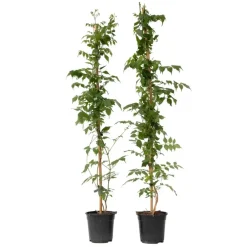 Tuinplanten|Planten-Plant in a Box Trompetbloem - Set van 2 - Campsis 'Mme Galen' - Hoogte 110-120cm - ⌀17cm