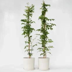 Tuinplanten|Planten-Plant in a Box Trompetbloem - Set van 2 - Campsis 'Mme Galen' - Hoogte 110-120cm - ⌀17cm