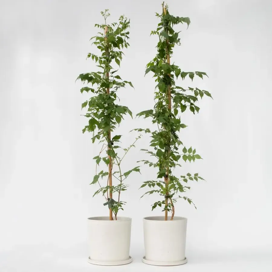 Tuinplanten|Planten-Plant in a Box Trompetbloem - Set van 2 - Campsis 'Mme Galen' - Hoogte 110-120cm - ⌀17cm