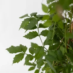 Tuinplanten|Planten-Plant in a Box Trompetbloem - Set van 2 - Campsis 'Mme Galen' - Hoogte 110-120cm - ⌀17cm