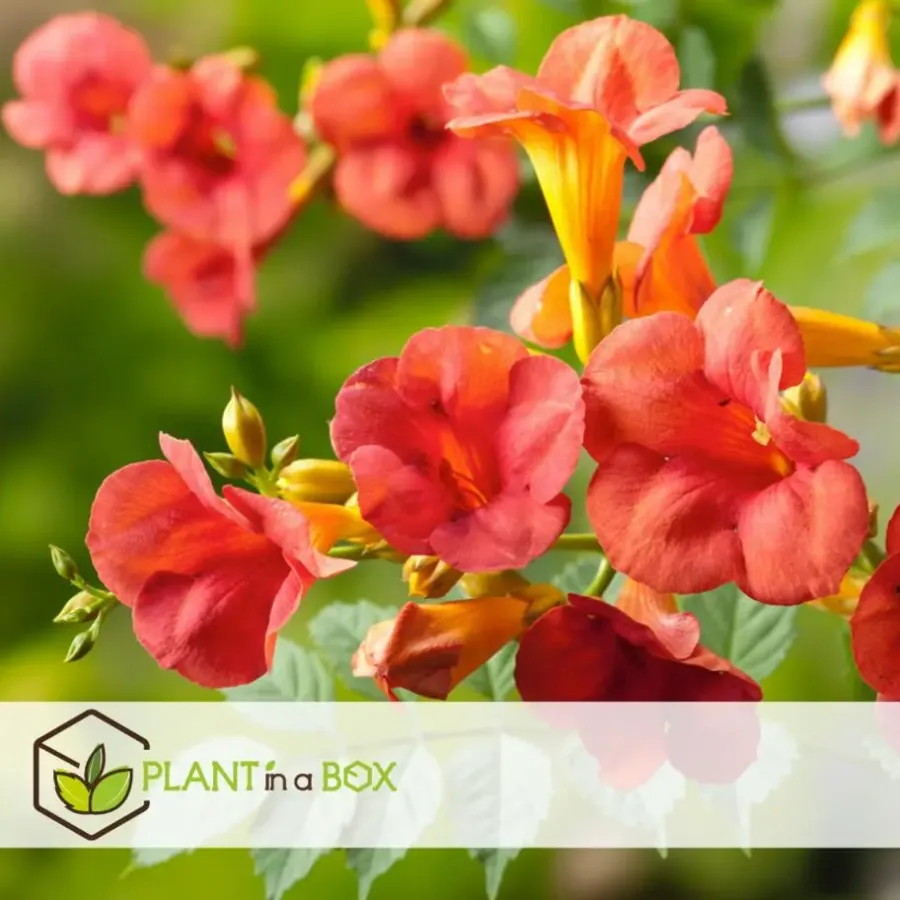 Tuinplanten|Planten-Plant in a Box Trompetbloem - Set van 2 - Campsis 'Mme Galen' - Hoogte 110-120cm - ⌀17cm
