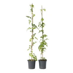 Tuinplanten-Plant in a Box Trompetbloem - Set van 2 - Campsis radicans - Hoogte 110-120cm - ⌀17cm