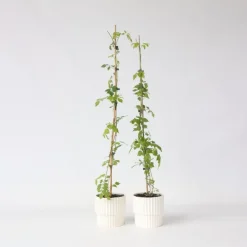 Tuinplanten-Plant in a Box Trompetbloem - Set van 2 - Campsis radicans - Hoogte 110-120cm - ⌀17cm