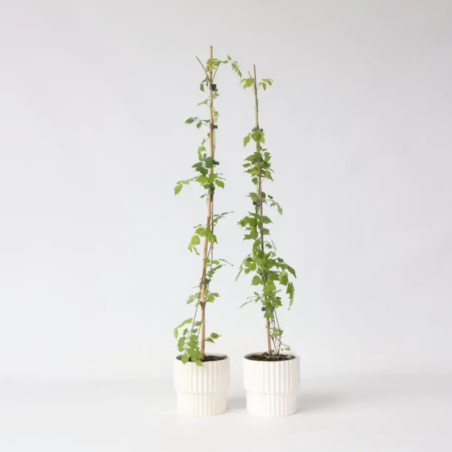 Tuinplanten-Plant in a Box Trompetbloem - Set van 2 - Campsis radicans - Hoogte 110-120cm - ⌀17cm