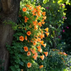 Tuinplanten-Plant in a Box Trompetbloem - Set van 2 - Campsis radicans - Hoogte 110-120cm - ⌀17cm
