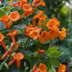 Tuinplanten-Plant in a Box Trompetbloem - Set van 2 - Campsis radicans - Hoogte 110-120cm - ⌀17cm