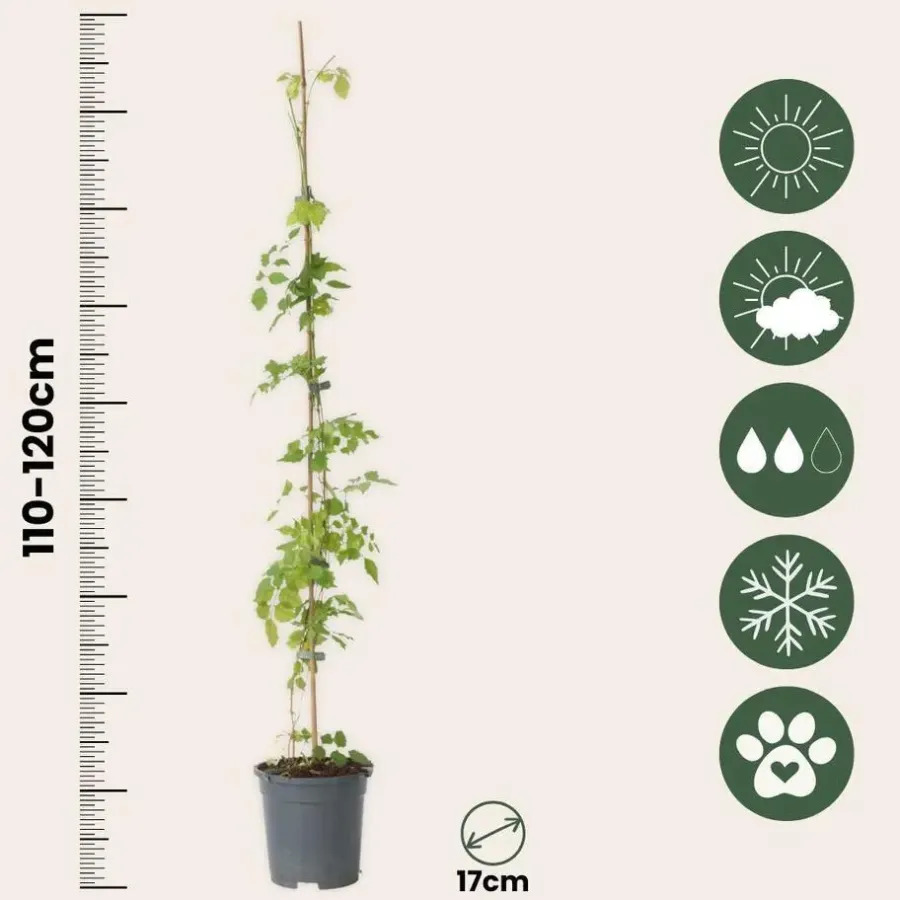Tuinplanten-Plant in a Box Trompetbloem - Set van 2 - Campsis radicans - Hoogte 110-120cm - ⌀17cm