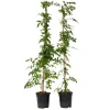 Tuinplanten-Plant in a Box Trompetbloem - Set van 2 - Campis radicans 'Flava' - Hoogte 110-120cm - ⌀17cm