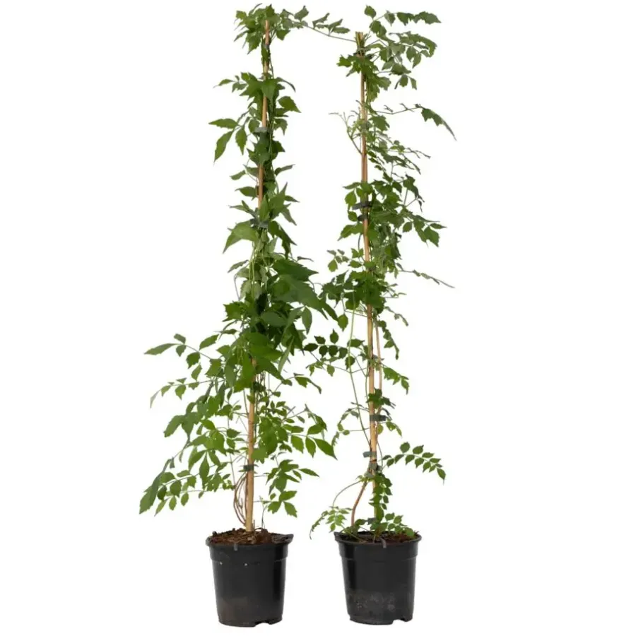 Tuinplanten-Plant in a Box Trompetbloem - Set van 2 - Campis radicans 'Flava' - Hoogte 110-120cm - ⌀17cm