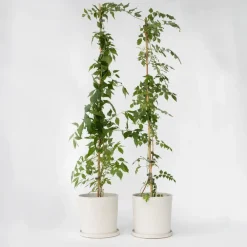 Tuinplanten-Plant in a Box Trompetbloem - Set van 2 - Campis radicans 'Flava' - Hoogte 110-120cm - ⌀17cm