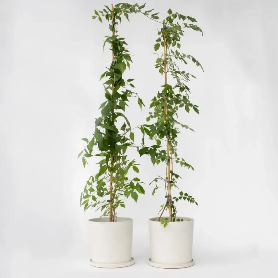 Tuinplanten-Plant in a Box Trompetbloem - Set van 2 - Campis radicans 'Flava' - Hoogte 110-120cm - ⌀17cm