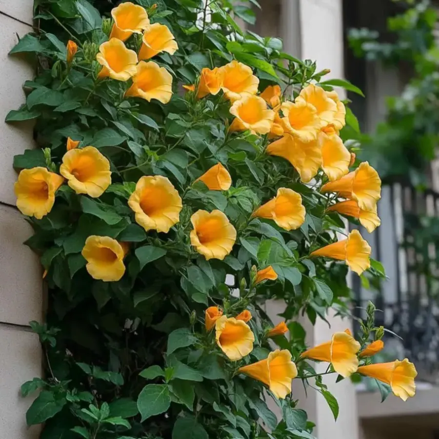 Tuinplanten-Plant in a Box Trompetbloem - Set van 2 - Campis radicans 'Flava' - Hoogte 110-120cm - ⌀17cm