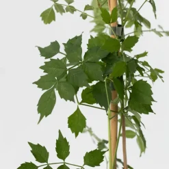 Tuinplanten-Plant in a Box Trompetbloem - Set van 2 - Campis radicans 'Flava' - Hoogte 110-120cm - ⌀17cm
