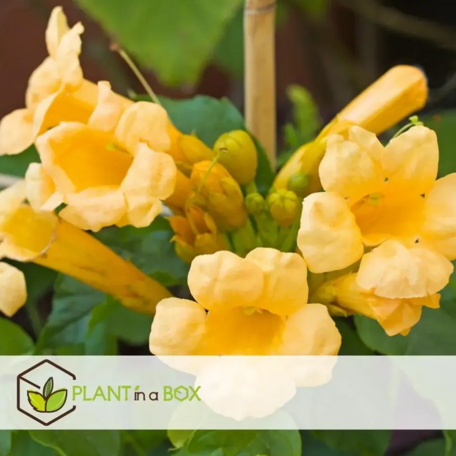 Tuinplanten-Plant in a Box Trompetbloem - Set van 2 - Campis radicans 'Flava' - Hoogte 110-120cm - ⌀17cm