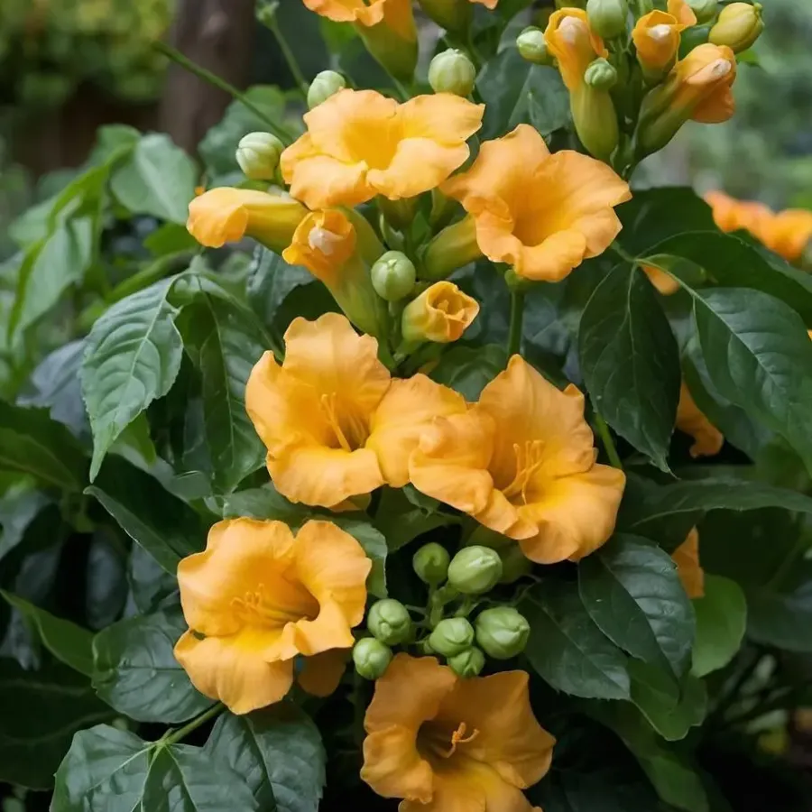 Tuinplanten-Plant in a Box Trompetbloem - Set van 2 - Campis radicans 'Flava' - Hoogte 110-120cm - ⌀17cm
