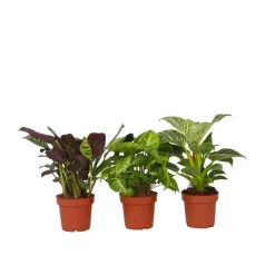 Plant in a Box Tropische kamerplanten - Set van 3 - Hoogte 25-40cm - ⌀12cm