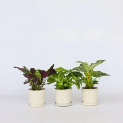 Plant in a Box Tropische kamerplanten - Set van 3 - Hoogte 25-40cm - ⌀12cm