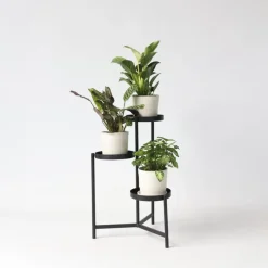 Plant in a Box Tropische kamerplanten - Set van 3 - Hoogte 25-40cm - ⌀12cm