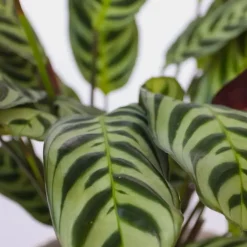 Plant in a Box Tropische kamerplanten - Set van 3 - Hoogte 25-40cm - ⌀12cm