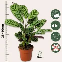 Plant in a Box Tropische kamerplanten - Set van 3 - Hoogte 25-40cm - ⌀12cm
