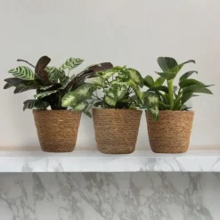 Plant in a Box Tropische kamerplanten - Set van 3 - Hoogte 25-40cm - ⌀12cm
