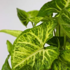 Plant in a Box Tropische kamerplanten - Set van 3 - Hoogte 25-40cm - ⌀12cm