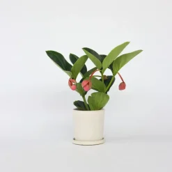 Plant in a Box Trosbloem - Medinilla magnifica - Hoogte 40-50cm - ⌀14cm