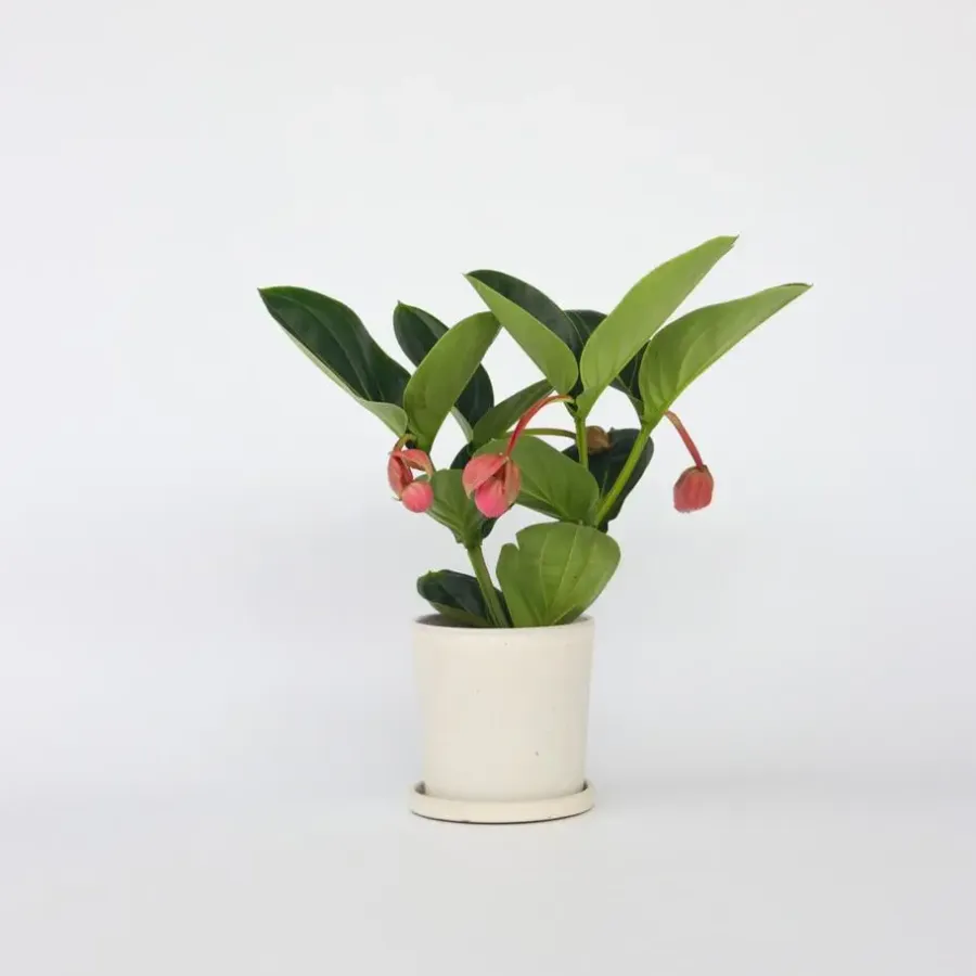 Plant in a Box Trosbloem - Medinilla magnifica - Hoogte 40-50cm - ⌀14cm