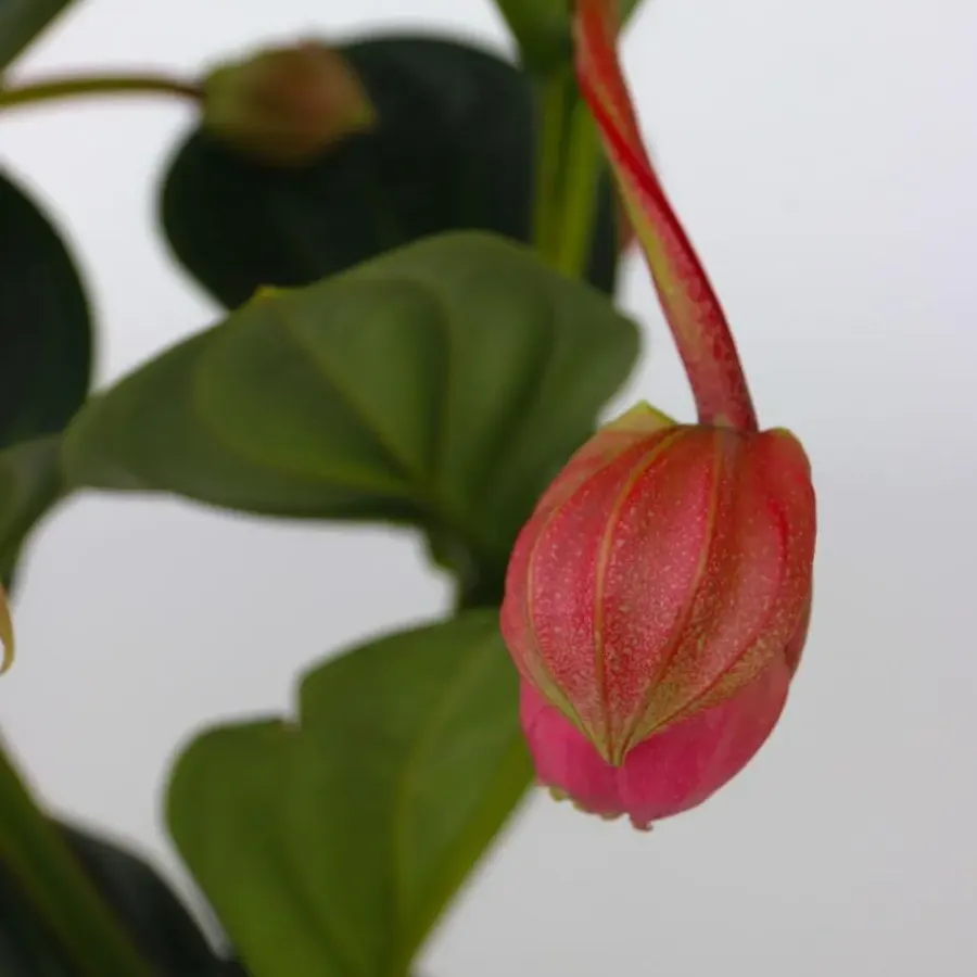 Plant in a Box Trosbloem - Medinilla magnifica - Hoogte 40-50cm - ⌀14cm