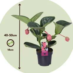 Plant in a Box Trosbloem - Medinilla magnifica - Hoogte 40-50cm - ⌀14cm