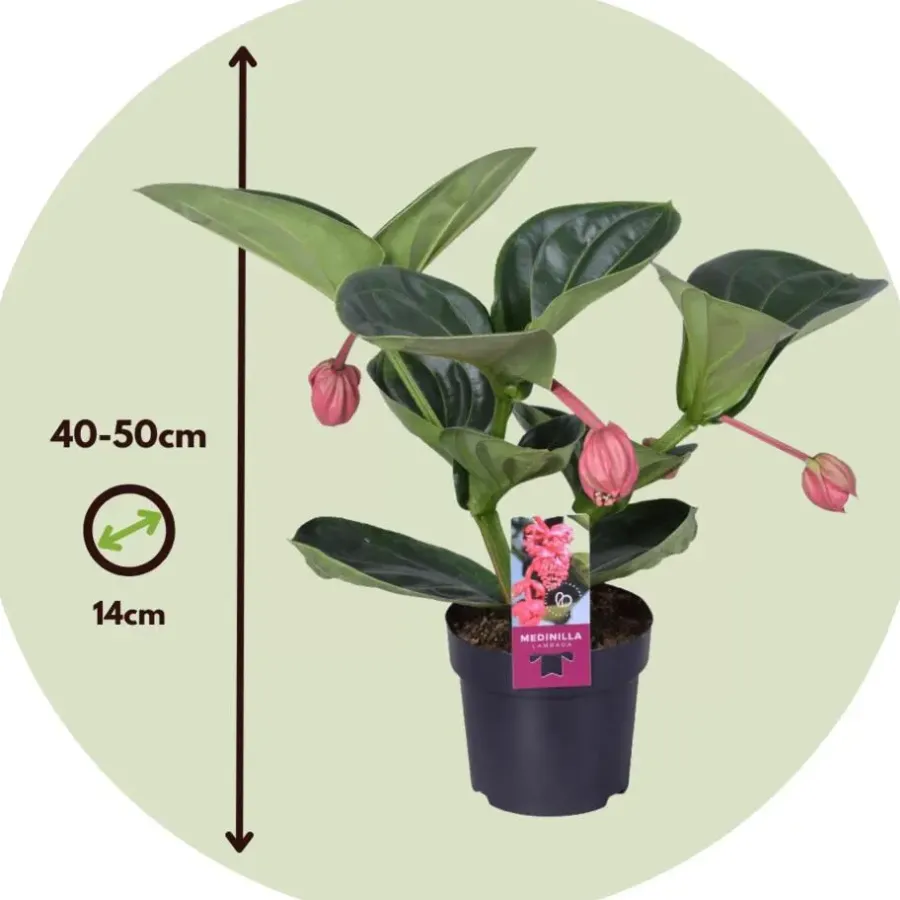 Plant in a Box Trosbloem - Medinilla magnifica - Hoogte 40-50cm - ⌀14cm