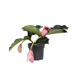 Kamerplanten-Plant in a Box Trosbloem - Medinilla magnifica - Hoogte 40-50cm - ⌀17cm